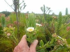 Osmitopsis asteriscoides