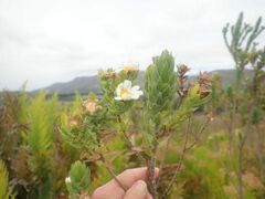 Osmitopsis asteriscoides