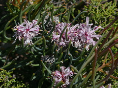 Petrophile linearis