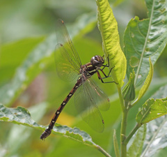 Austroaeschna pulchra