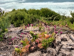 Zaluzianskya maritima