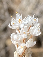 Bulbinella trinervis