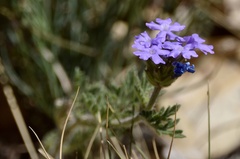 Glandularia venturii