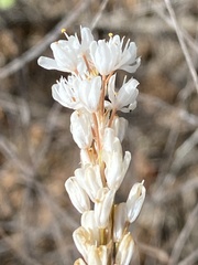 Bulbinella trinervis