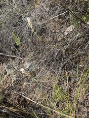 Bulbinella trinervis