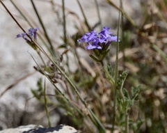 Glandularia venturii