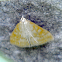 Sitochroa verticalis