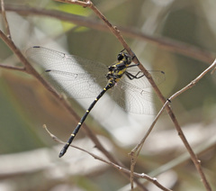 Eusynthemis nigra