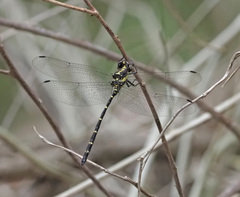 Eusynthemis nigra