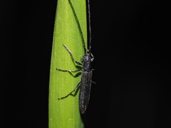 Theophilea subcylindricollis