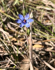 Thelymitra azurea