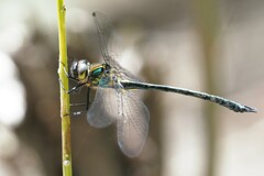 Micromidia atrifrons