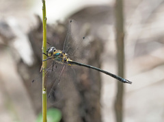 Micromidia atrifrons