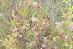 Erica barbigeroides