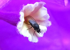 Milichiidae