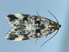 Barea codrella