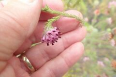 Erica barbigeroides