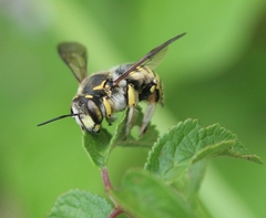 Anthidium florentinum