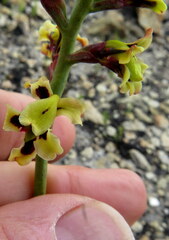 Tritoniopsis parviflora