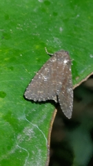 Condica illecta