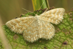 Scopula immorata