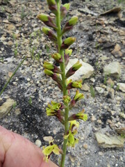 Tritoniopsis parviflora