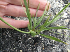 Tritoniopsis parviflora