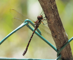Austroaeschna pulchra