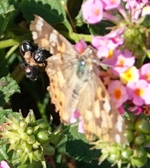 Vanessa cardui