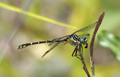 Austrogomphus ochraceus