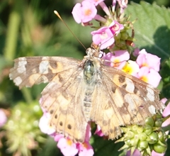 Vanessa cardui