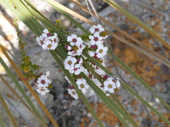 Chamelaucieae