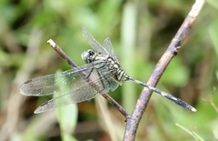 Orthetrum serapia