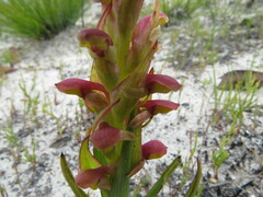 Disa reticulata
