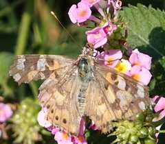 Vanessa cardui
