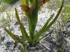 Disa reticulata