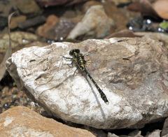 Hemigomphus