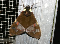 Dysschema marginalis