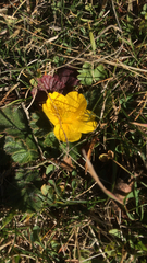 Geum montanum