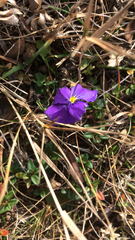 Viola calcarata