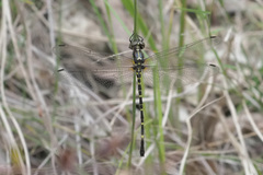 Eusynthemis nigra