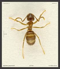 Nylanderia jaegerskioeldi