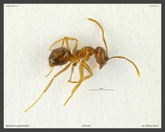 Nylanderia jaegerskioeldi