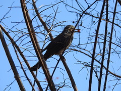 Hypsipetes amaurotis