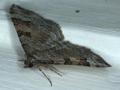 Epyaxa subidaria
