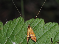 Nemophora degeerella