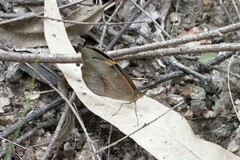 Heteronympha merope