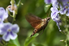 Macroglossum