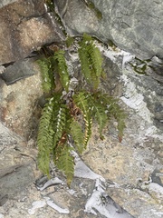 Polypodium vulgare