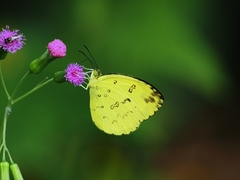 Eurema andersoni